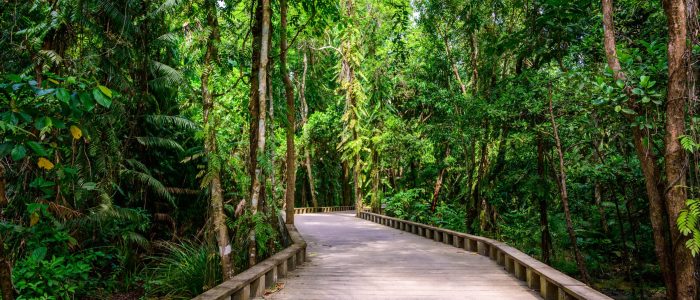 Wooden footpath and trail in tropical rain forest - close to Lio Beach, El Nido, Palawan, Philippines